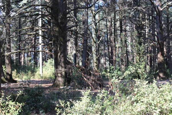 Ormanın güzel manzarası