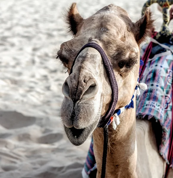 Camel Desert Arab Emirates Summer Heat — Fotografia de Stock