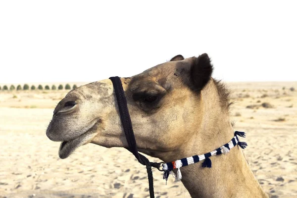 Photo Camel Desert Sands Dunes Sky Arab Emirates — Fotografia de Stock