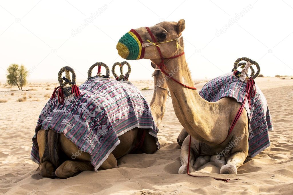 photo of two camels in the desert, arab emirates