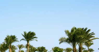 blue sky, green palm trees, united arab emirates, dubai