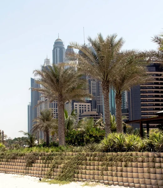 Palm Trees Skyscrapers Oasis Desert United Arab Emirates Dubai — Stockfoto