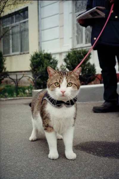 Cat Walking His Owner — Foto Stock