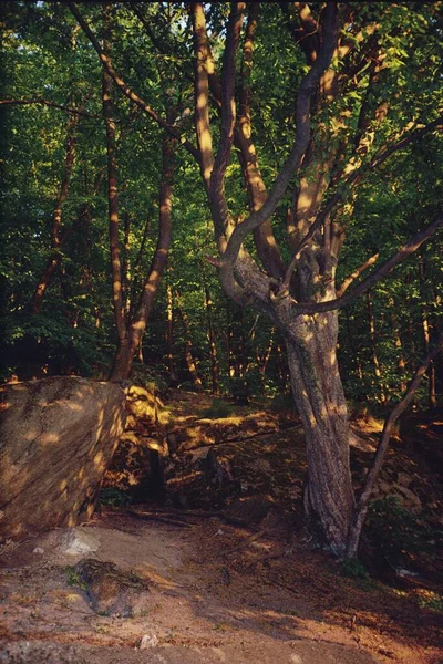 Vacker Utsikt Över Skogen — Stockfoto