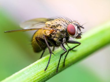 Bitki Üzerine Egzotik Drosophila Fly Diptera Böceği