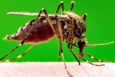 Zika Infected Mosquito Bite on Green Background. Leishmaniasis, Encephalitis, Yellow Fever, Dengue, Malaria Disease, Mayaro or Zika Virus Infectious Culex Mosquito Parasite Insect Macro. clipart