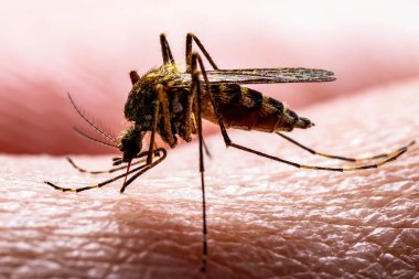 Ensefalit, Sarı Ateş, Sıtma Hastalığı, Mayaro ya da Zika Virüsü Cilt Makrosundaki Sivrisinek Paraziti