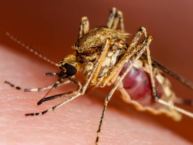 Zika Infected Mosquito Bite. Leishmaniasis, Encephalitis, Yellow Fever, Dengue, Malaria Disease, Mayaro or Zika Virus Infectious Culex Mosquitoe Parasite Insect Macro. clipart