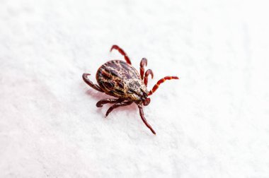 Beyaz Arkaplanda Emekleyen Ensefalit Tik Böceği. Lyme Borreliosis Hastalığı veya Ensefalit Virüs Bulaşıcı Dermacentor Tick Arachnid Mite Paraziti