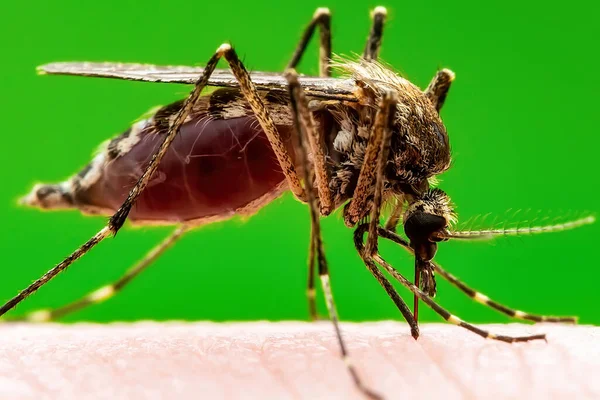 Mordedura Mosquito Infectada Con Zika Sobre Fondo Verde Leishmaniasis Encefalitis —  Fotos de Stock
