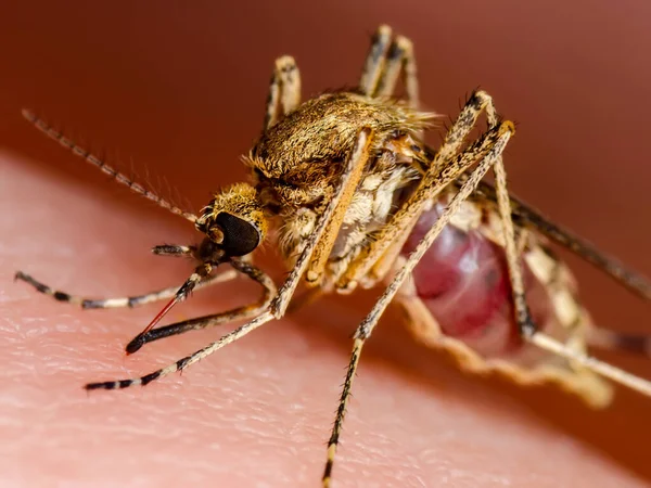 Укус Зараженого Комара Зіка Leishmaniasis Encephalitis Yellow Fever Dengue Malaria — стокове фото