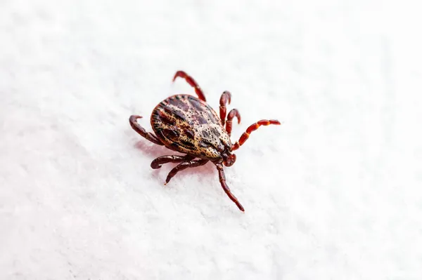 Encephalitis Tick Insect Kruipt Een Witte Achtergrond Ziekte Van Lyme — Stockfoto