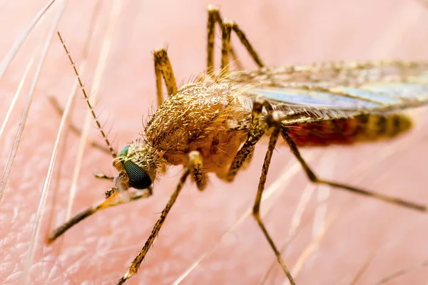 Encephalitis Yellow Fever Malaria Disease Mayaro Zika Virus Infected Culex 스톡 사진