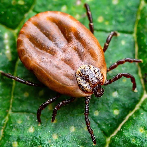 Encephalitis Virus Lyme Borreliosis Disease Monkey Fever Infghcious Dermacentor Tick 로열티 프리 스톡 사진