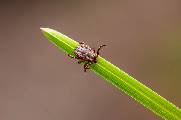 Encephalitis Tick Insect Crailing Green Grass Close 바이러스 Encephalitis Virus 로열티 프리 스톡 이미지