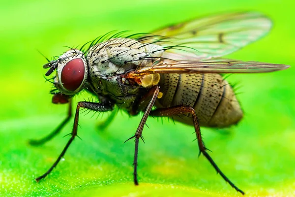 Exotic Drosophila Fruit Fly Diptera Insect Plant Leaf Macro 로열티 프리 스톡 이미지
