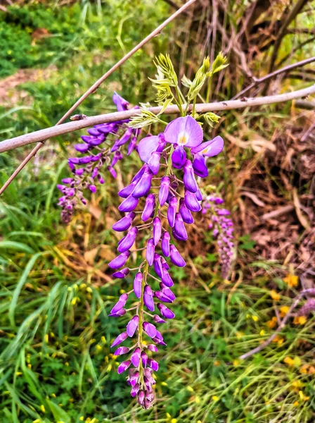 Purple draping flower with tear drops petals. High quality photo