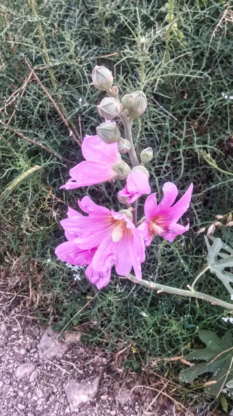 Pink flowers on a stem, with not yet blooming flowers. High quality photo