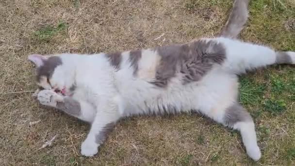Cute Persian Cat Cleaning Herself Grass — Video Stock