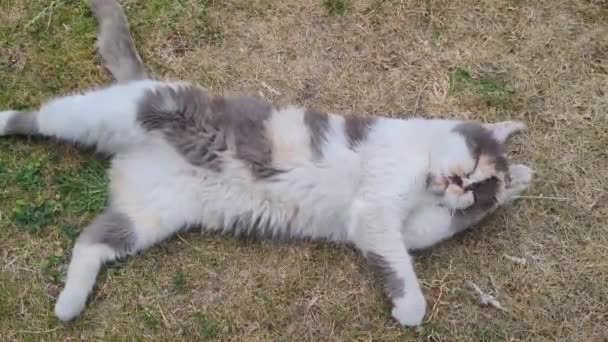 Cute Persian Cat Cleaning Herself Grass — Video Stock