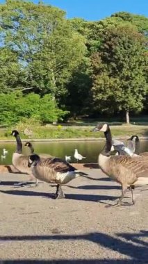 Hava görüntüleri yüksek açılı Drone 'un şehir manzarası ve İngiltere' nin manzarası Büyük Britanya İHA 'sının görüntüleri