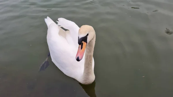 Close Portrait Shot White Swan Lake England — Stock Photo, Image