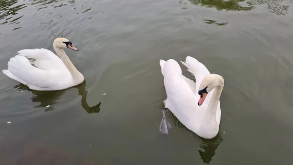 Close Portrait Shot White Swan Lake England — Stock Photo, Image