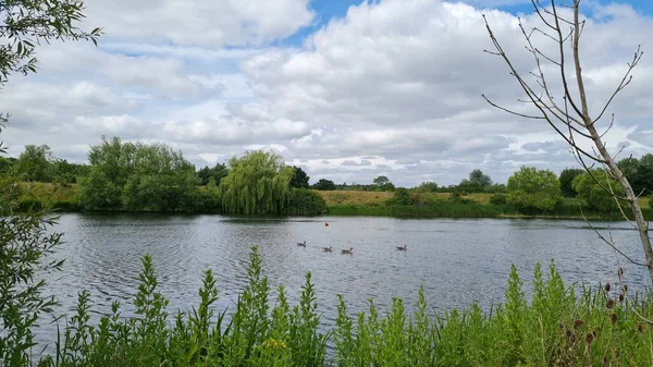 Des Bernaches Britanniques Nourrissent Leurs Oisillons Canetons Sur Herbe Bord — Photo