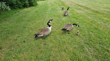 İngiliz kaz sürüsü, yavrularını gölün kıyısındaki otlakta ördek yavrusuyla besliyor.