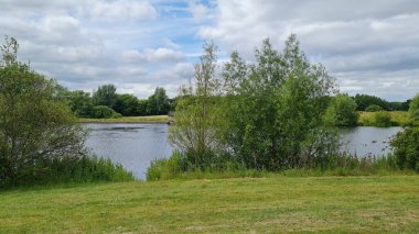 İngiliz kaz sürüsü, yavrularını gölün kıyısındaki otlakta ördek yavrusuyla besliyor.