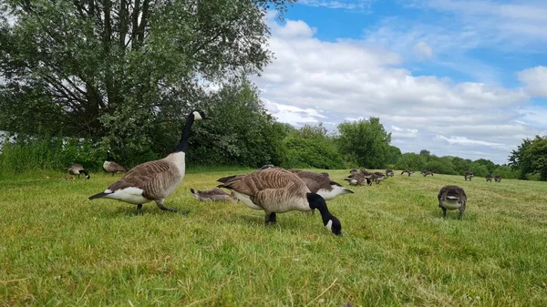 Flock British Geese Feeding Chicks Ducklings Grass Edge Lake — Foto de Stock