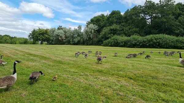 Flock British Geese Feeding Chicks Ducklings Grass Edge Lake — Stock Photo, Image