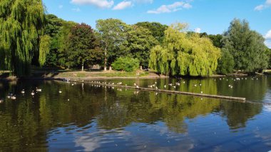 High angle aerial footage view of Water Birds British Geese and Seagulls at Wardown park of Luton England UK