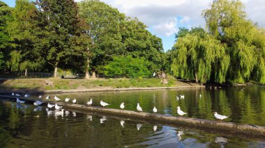 High angle aerial footage view of Water Birds British Geese and Seagulls at Wardown park of Luton England UK