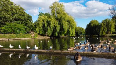 İngiltere Luton İngiltere 'deki Wardown Parkı' ndaki İngiliz Kazları ve Martılarının yüksek açılı hava görüntüsü