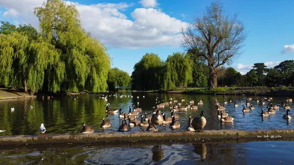 High Angle Aerial Footage View Water Birds British Geese Seagulls — Stockfoto