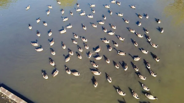 High Angle Aerial Footage View Water Birds British Geese Seagulls — Photo