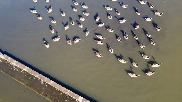 High Angle Aerial Footage View Water Birds British Geese Seagulls — Photo