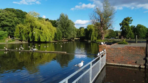 High Angle Aerial Footage View Water Birds British Geese Seagulls — Stockfoto