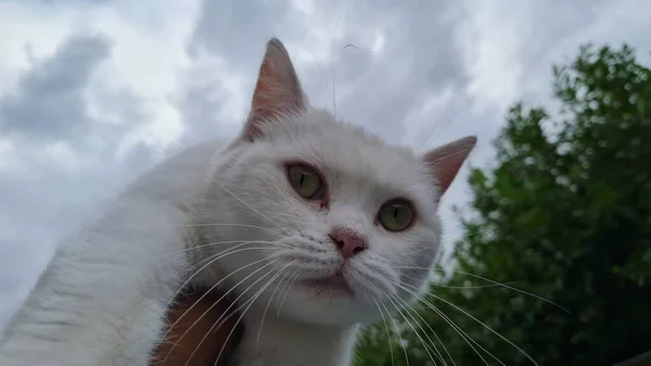 Schattig Wit Kat Poseren Naar Camera — Stockfoto