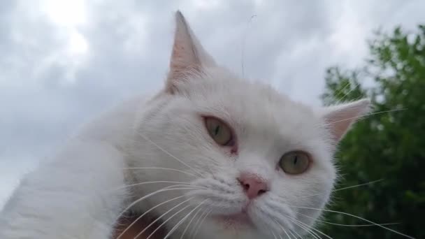 Cute White Persian Bread Kitten — Stok Video