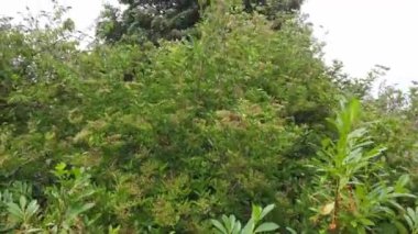 İngiltere 'nin Luton şehrinin güzel hava manzarası ve yüksek açılı görüntüsü.