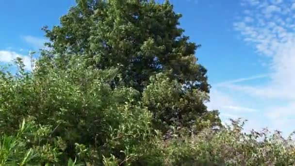 Hoge Hoek Luchtfoto Van Huis Tuin Met Bomen Sterke Wind — Stockvideo