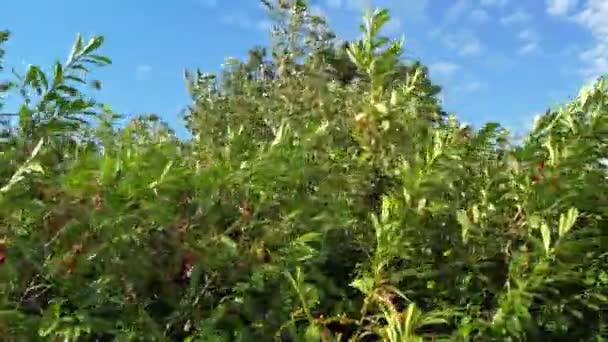 High Angle Aerial View House Garden Trees Strong Wind Clouds — Stock video