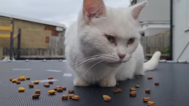 Beautiful Cute Cat Posing Eating Food — Stock Video