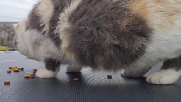 Beautiful Cute Cat Posing Eating Food — Stok Video