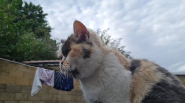 Güzel ve Şirin Kedi poz veriyor.