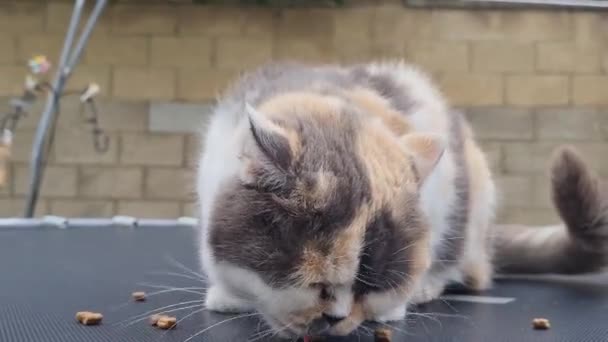 Gyönyörű Aranyos Macska Pózol Eszik Élelmiszer — Stock videók