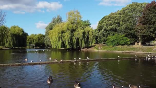 Flock British Geese Feeding Chicks Ducklings Edge Lake Slow Motion — Video