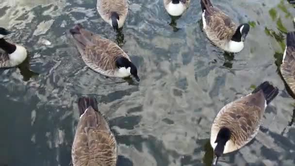 Flock British Geese Feeding Chicks Ducklings Edge Lake Slow Motion — Αρχείο Βίντεο